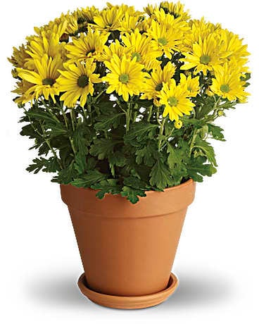 Blooming Plant