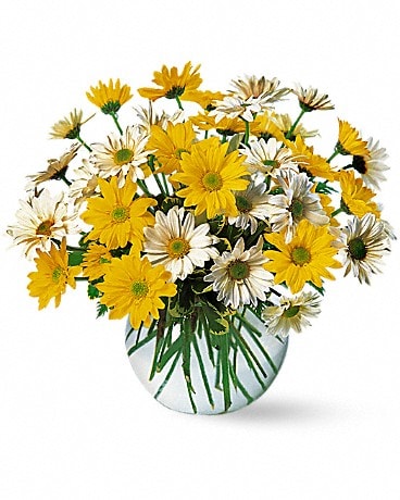 Dashing Daisies