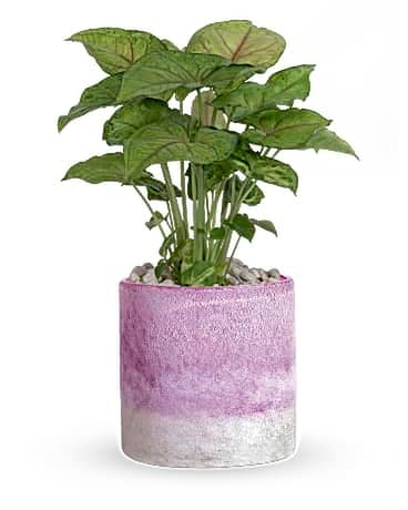 Green Plant