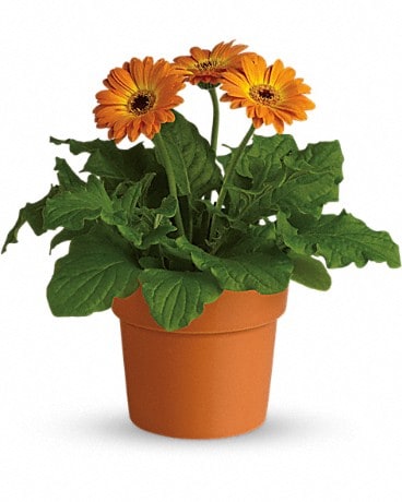 Rainbow Rays Potted Gerbera - Orange