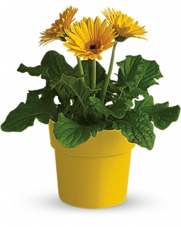 Rainbow Rays Potted Gerbera - Yellow