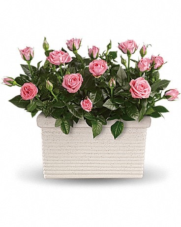 Rose Repose