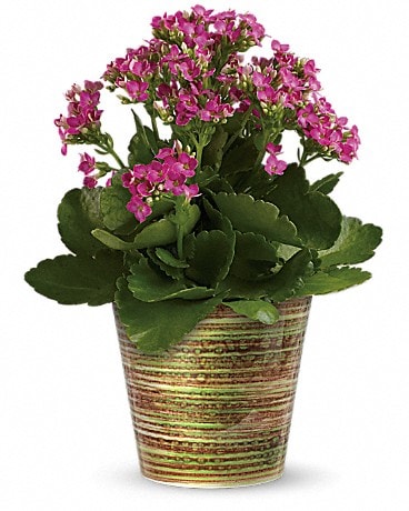 Simply Happy Kalanchoe Plant by Teleflora