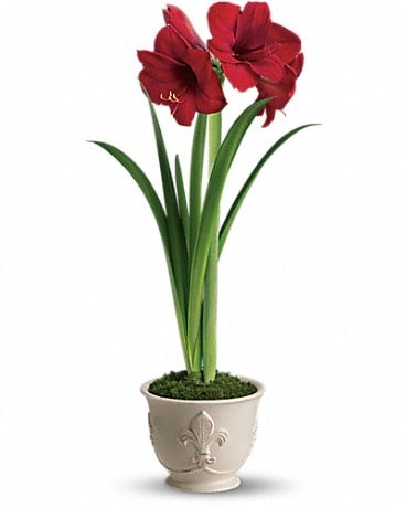 Teleflora's Merry Amaryllis