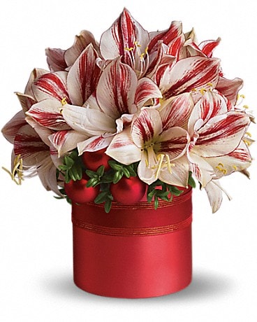 Teleflora's Peppermint Amaryllis