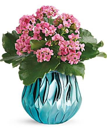 Teleflora's Blooming Gem Kalanchoe Plant