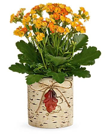 Teleflora's Living Autumn Kalanchoe Plant