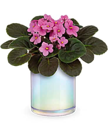 Teleflora's Luminous Leaves Plant