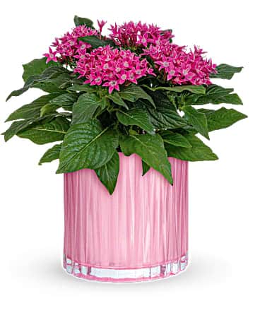 Teleflora's Shimmering Starcluster