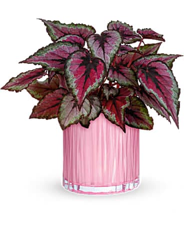 Teleflora's Sparkling Begonia