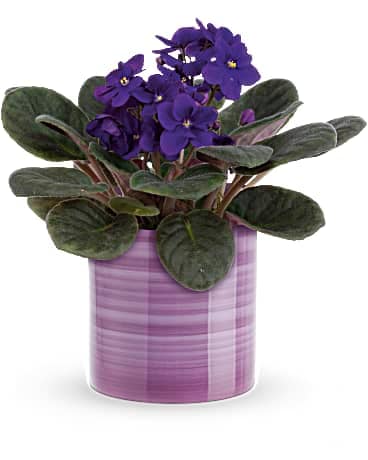 Teleflora's Splendid Violets