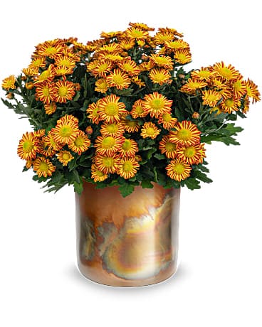 Teleflora's Autumnal Chrysanthemum
