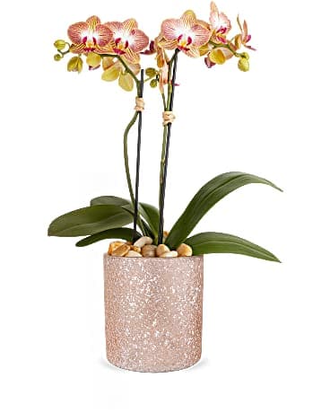 Teleflora's Sparkling Orchid