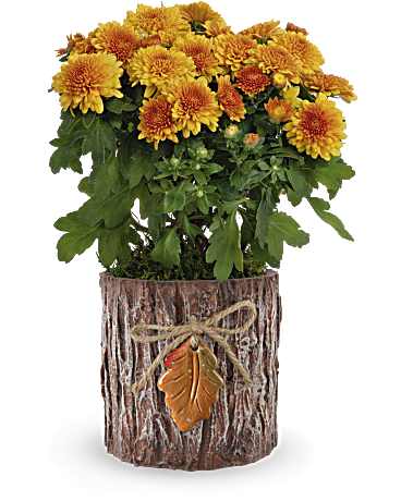 Teleflora's Autumn Harmony Chrysanthemum