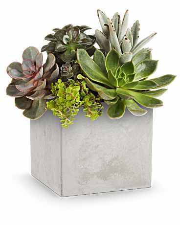 Teleflora's Concreate Oasis Succulent Garden