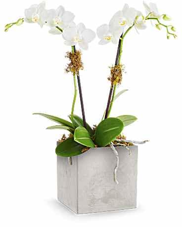 Teleflora's Orchid Artistry