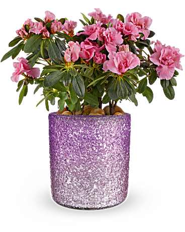 Teleflora's Blooming Sparkle Azalea Plant