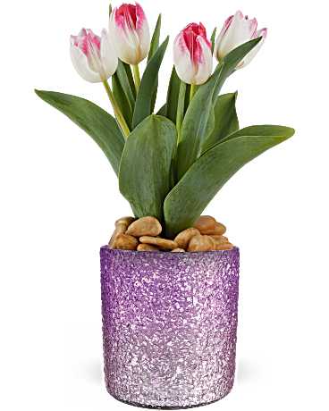 Teleflora's Dreamy Tulip Plant