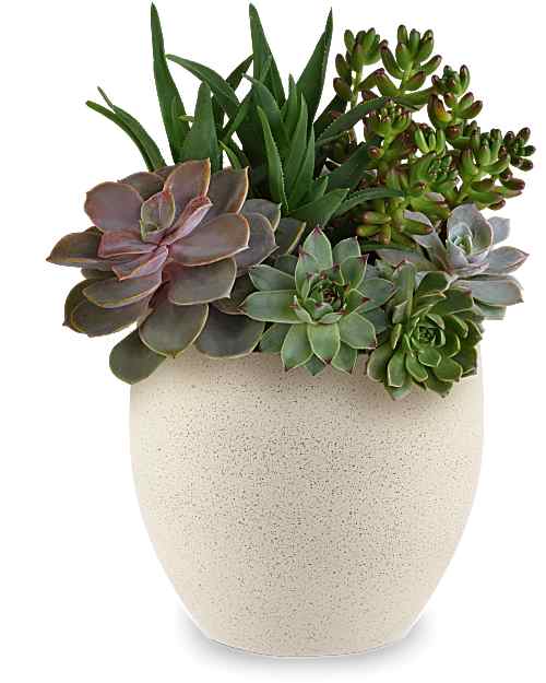 Teleflora's Modern Stone Succulent Garden