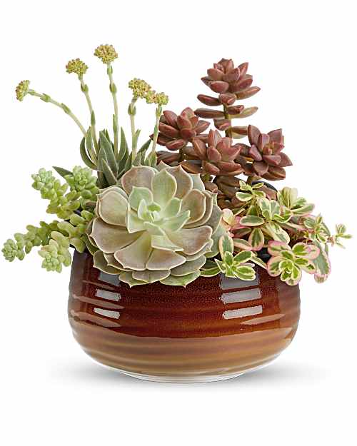 Teleflora's Rustic Succulent Garden