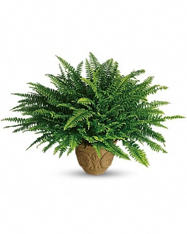 Teleflora's Heartwarming Thoughts Boston Fern