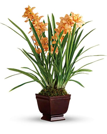 Teleflora's Regally Yours Orchid