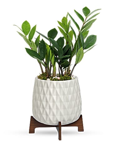 Teleflora's Luxe Leaves Plant