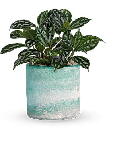 Teleflora's Seaside Mist Plant