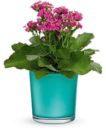 Teleflora's Shimmering Aqua Plant
