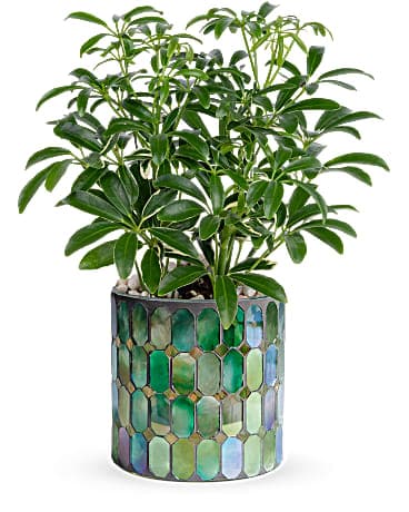 Teleflora's Leaves of Glass Plant