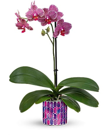 Teleflora's Jewel Shine Orchid