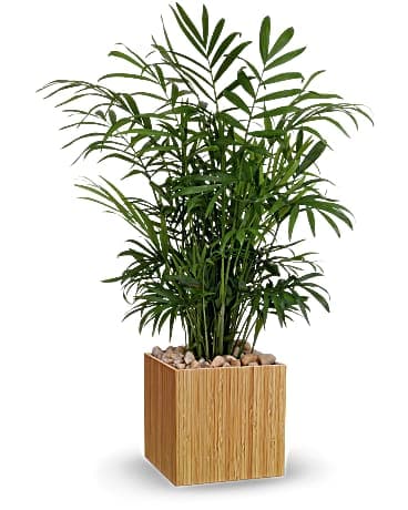 Teleflora's Peaceful Palm