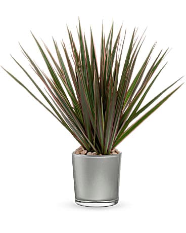 Teleflora's Moonstone Dracaena