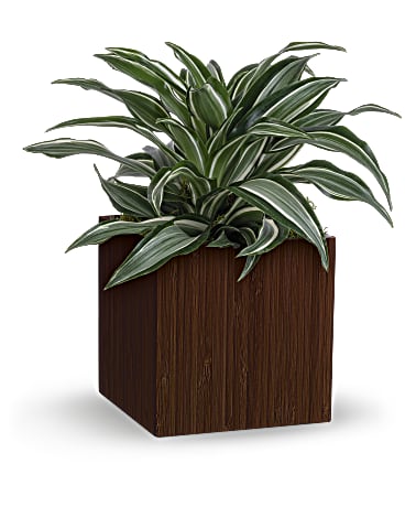 Teleflora's Soothing Dracaena