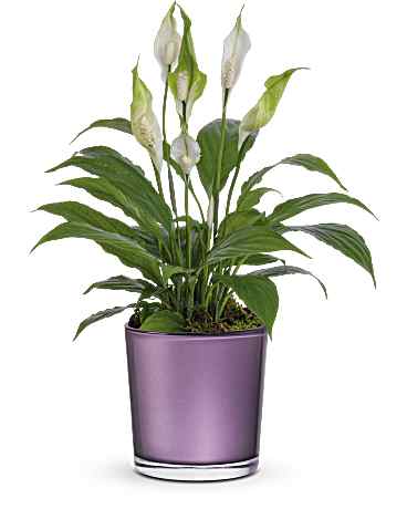 Teleflora's Chic Blossom Peace Lily