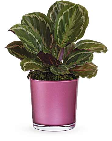 Teleflora's Radiant Calathea Plant