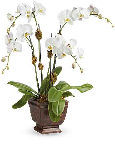 Teleflora's Blossoming Orchid Plant