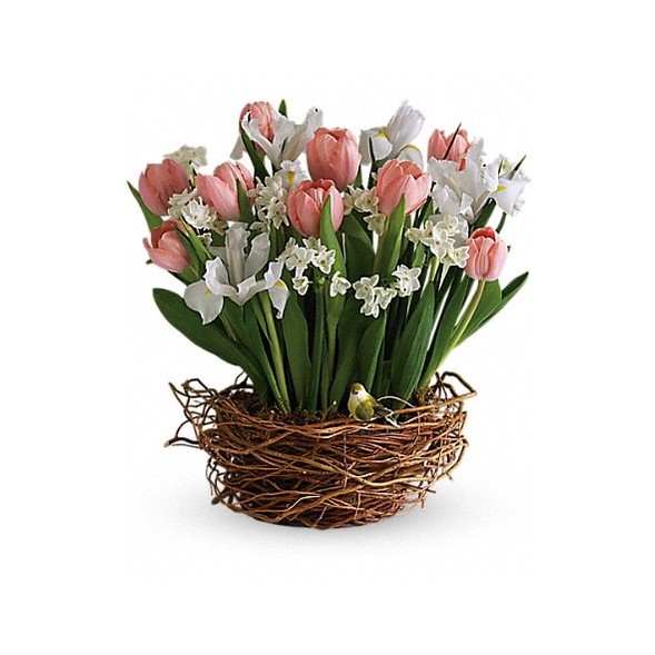 Tulip Song